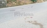 Frontale in moto contro due cinghiali, uno muore: ferito 17enne