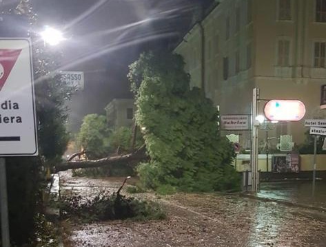 Paura a Diano marina, albero crolla su Aurelia