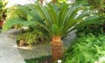 Cycas la pianta killer dei cani. Il caso a Imperia