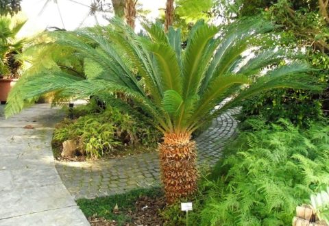 Cycas la pianta killer dei cani. Il caso a Imperia