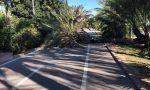 Tragedia sfiorata, palma crolla sulla pista ciclabile