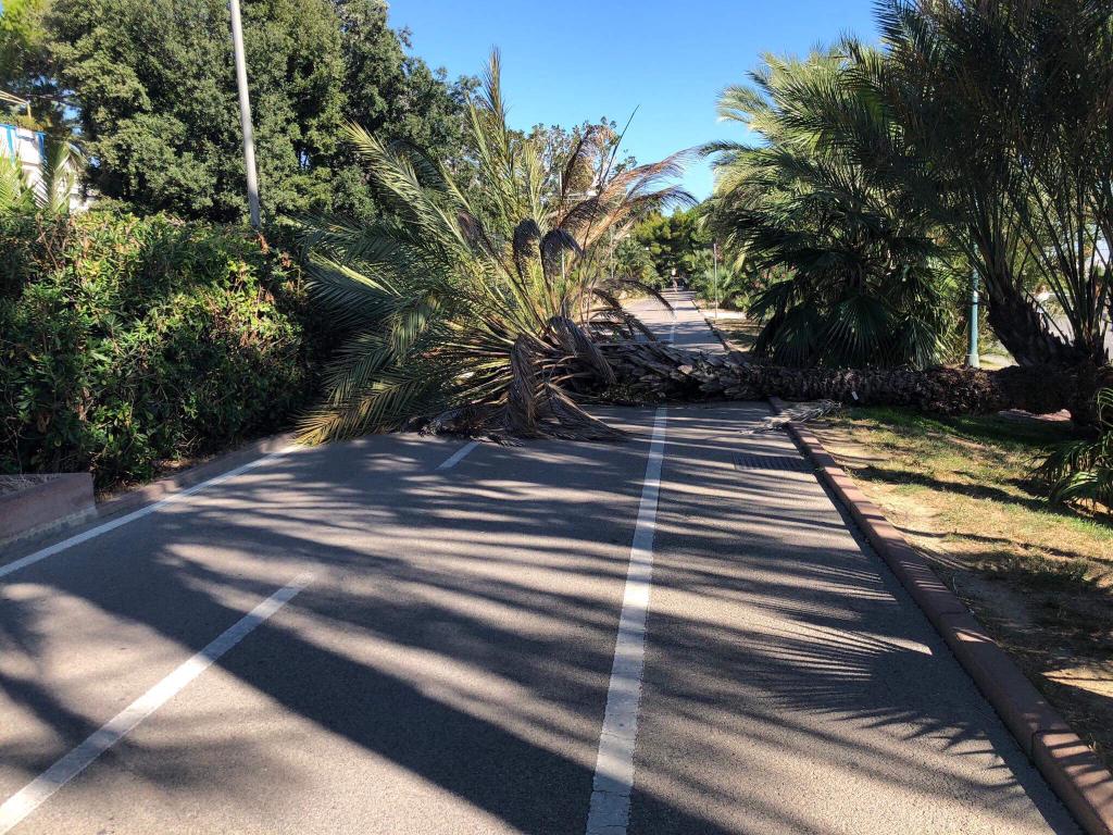 Tragedia sfiorata, palma crolla sulla pista ciclabile
