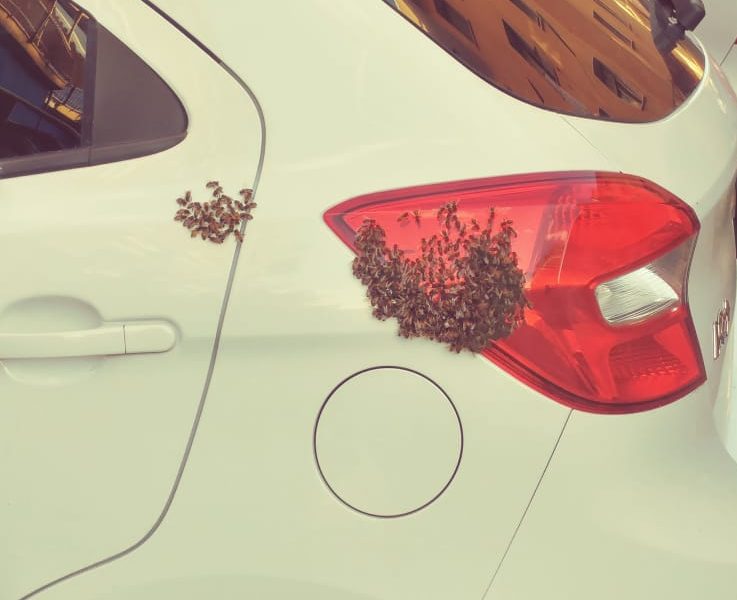 Sciame di vespe si impossessa di un’automobile a Sanremo