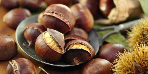 Al via la ricerca delle castagne nei boschi della nostra regione