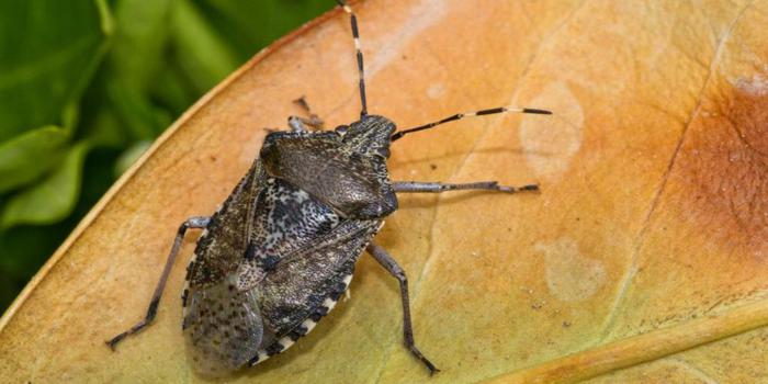 Cimici asiatiche l’invasione nel Ponente ligure