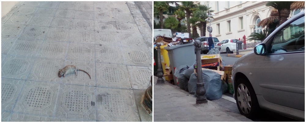 Topi che “passeggiano” in centro a Sanremo