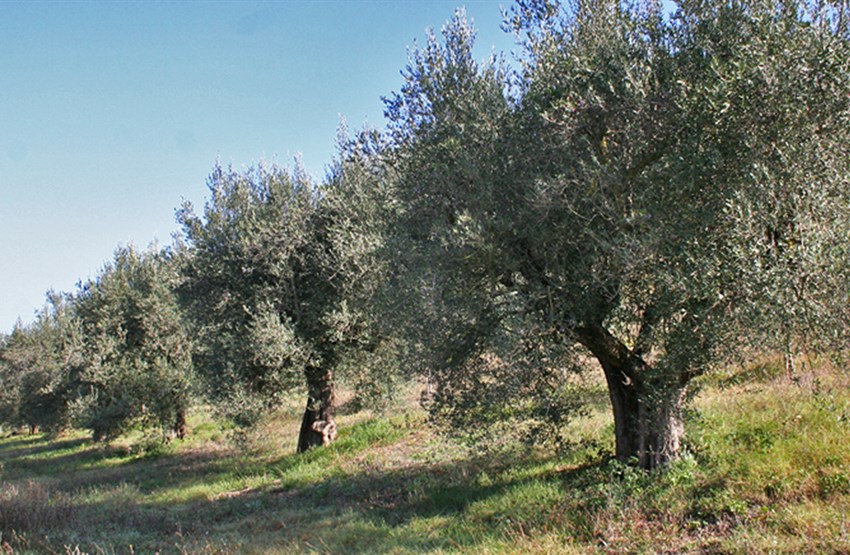 Maltempo: perso il 40% degli uliveti, l’allarme di Coldiretti