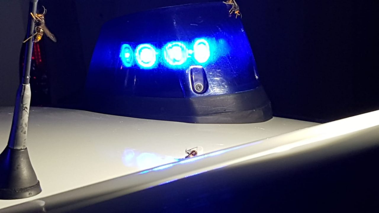 Nido gigante di vespe velutine scovato dai Carabinieri