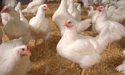 Stop alle uova da galline in gabbia in altre due catene imperiesi