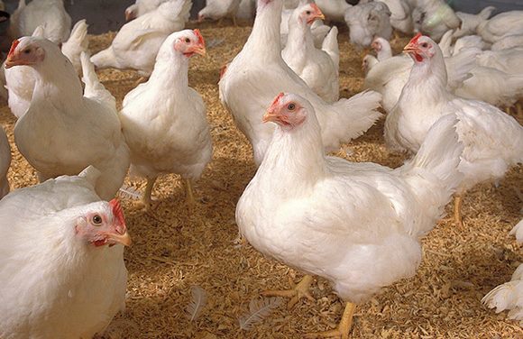 Stop alle uova da galline in gabbia in altre due catene imperiesi