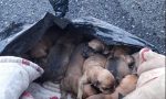 Cuccioli di cane buttati nella spazzatura a Porto Maurizio. Cercasi cagnolina per nutrirli