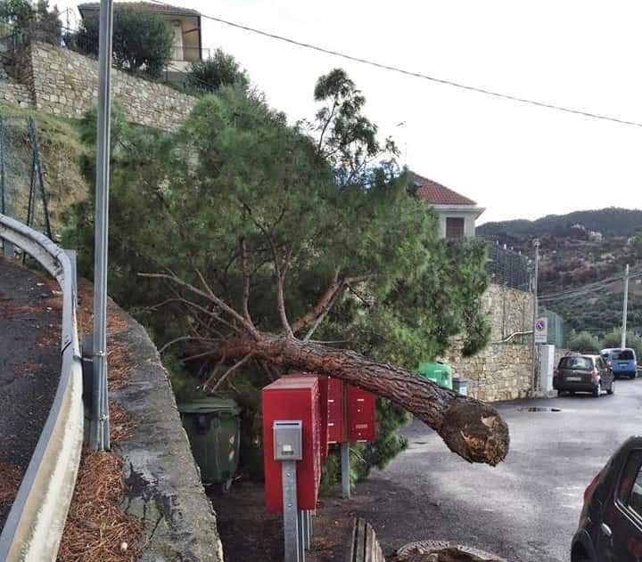 Albero caduto Vallebona