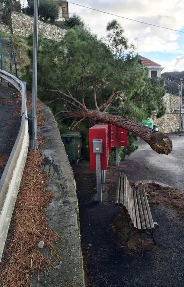 Albero caduto Vallebona3