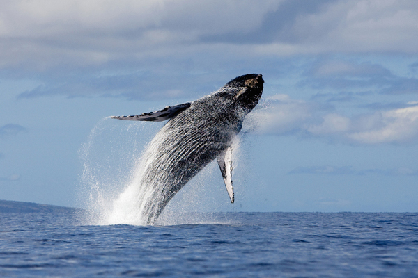 Maggiore è la pioggia in autunno: più sono i cetacei in primavera