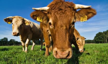 Oltre 190mila euro per il miglioramento genetico del bestiame