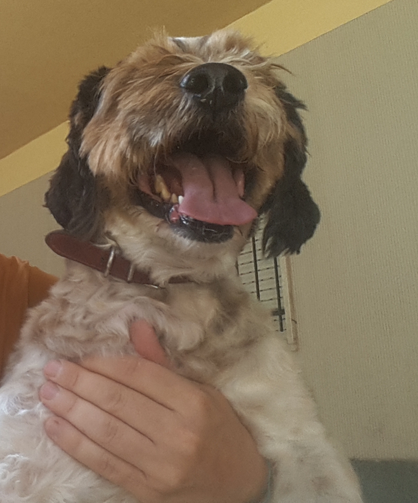 Chi vuole adottare il cane Pollo? Altrimenti andrà al canile