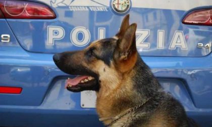 Controlli della polizia con i cani antidroga nella Pigna