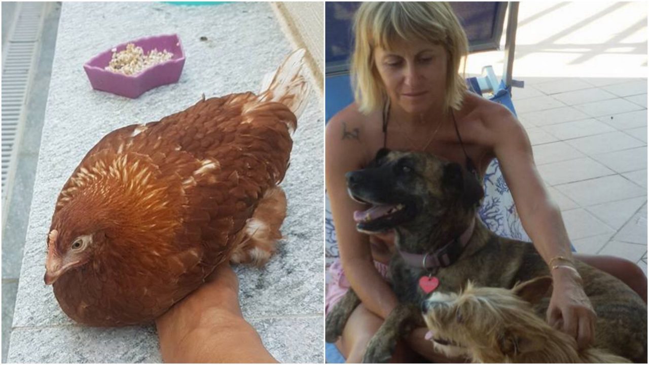 Persa Gina la gallina, l’appello della proprietaria: “offro 500 euro di ricompensa”