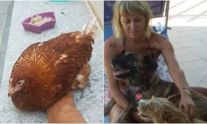 Persa Gina la gallina, l'appello della proprietaria: "offro 500 euro di ricompensa"