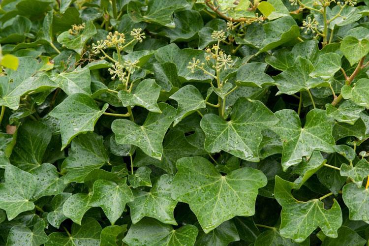 Arrestato “ladro di verde” con oltre 60 kg di edera e fascine