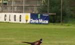 Dopo cinghiali, tassi e talpe anche un fagiano sul campo del Cervo