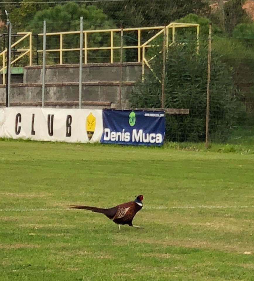 Dopo cinghiali, tassi e talpe anche un fagiano sul campo del Cervo
