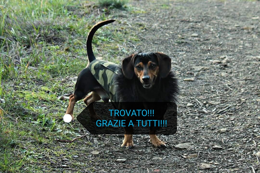 Piero il bassotto è stato ritrovato. Il ringraziamento dei proprietari