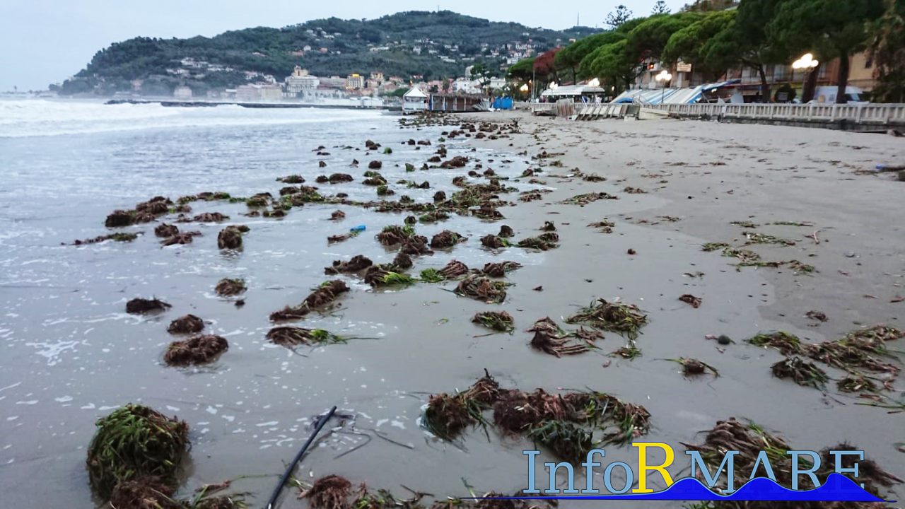 La mareggiata ha depositato centinaia di fiori di posidonia