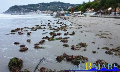 La mareggiata ha depositato centinaia di fiori di posidonia