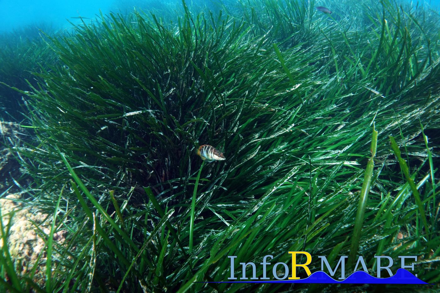 Posidonia oceanica Ponente Ligure mareggiata 2018 Informare_05