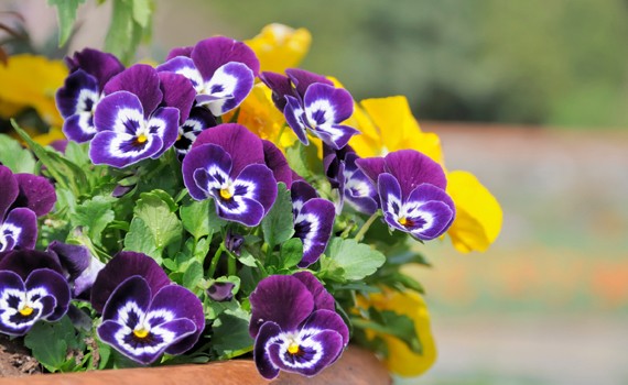 Il Comune acquista 1000 piantine per abbellire le aiuole