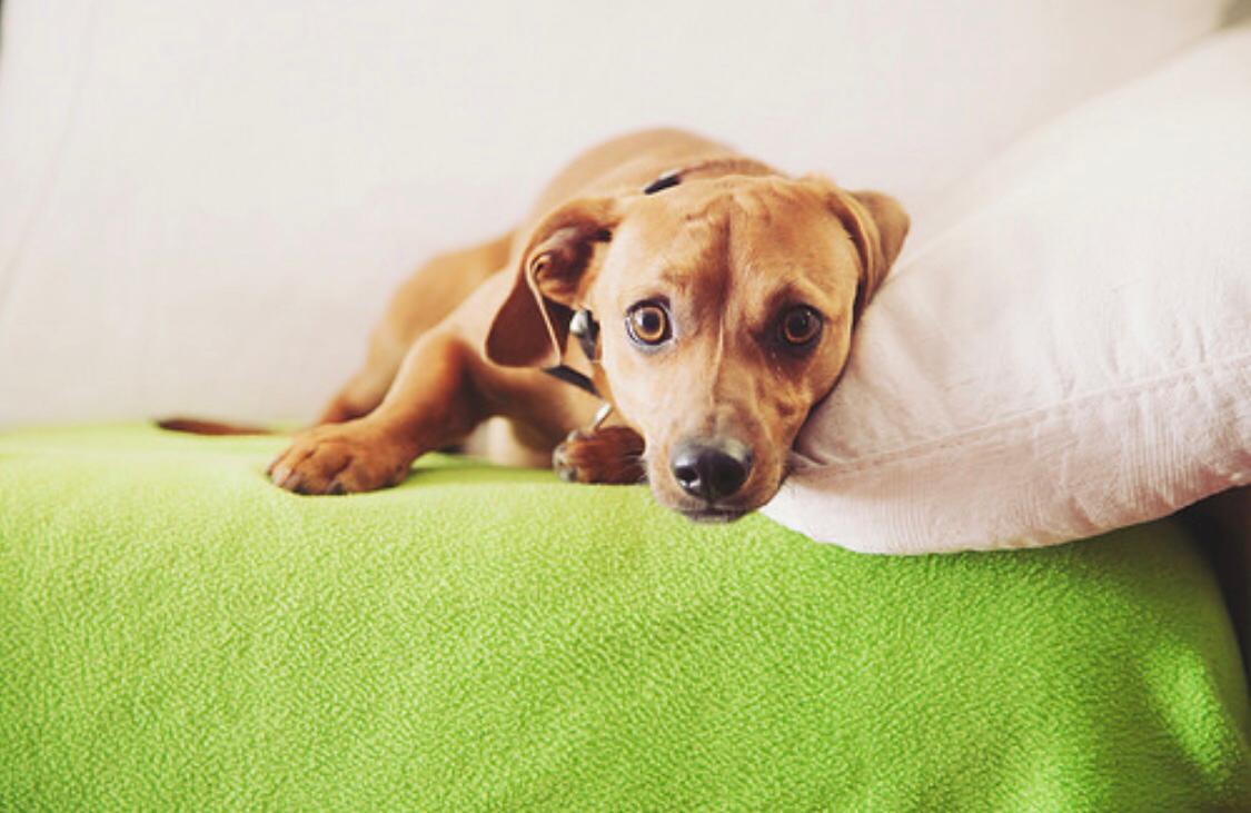 Cagnolino aggredito da due cani di grossa taglia sparisce. L’appello della proprietaria