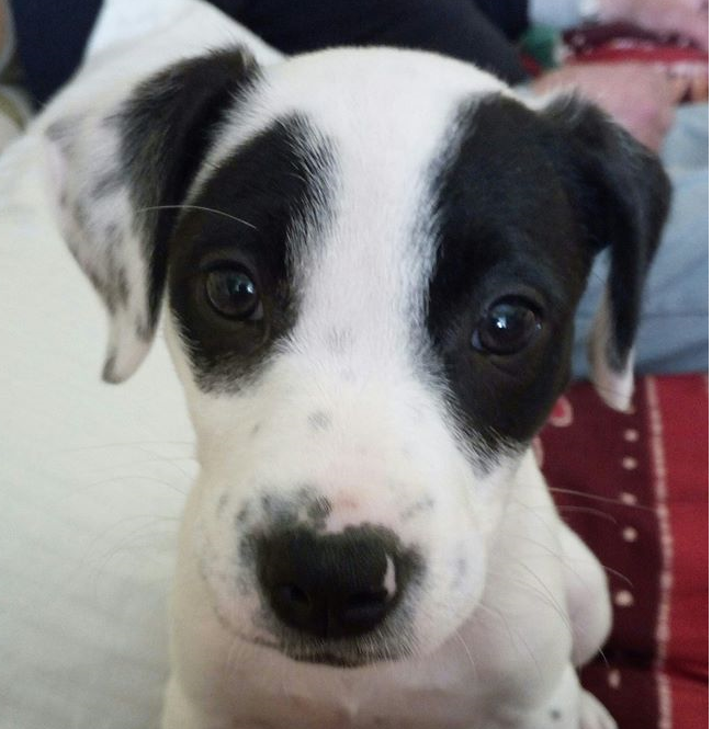 Cucciolo minacciato di morte perchè abbaia