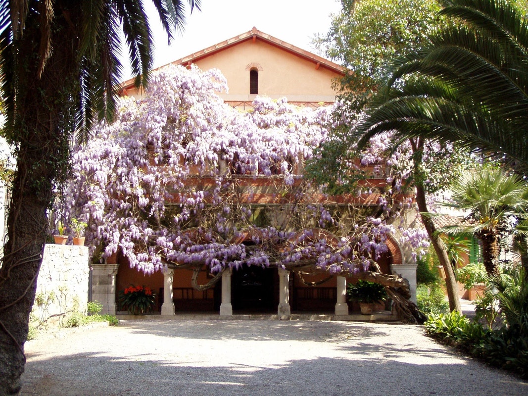 Albero monumentale bordigotto inserito nel libro del Ministero delle Politiche Agricole