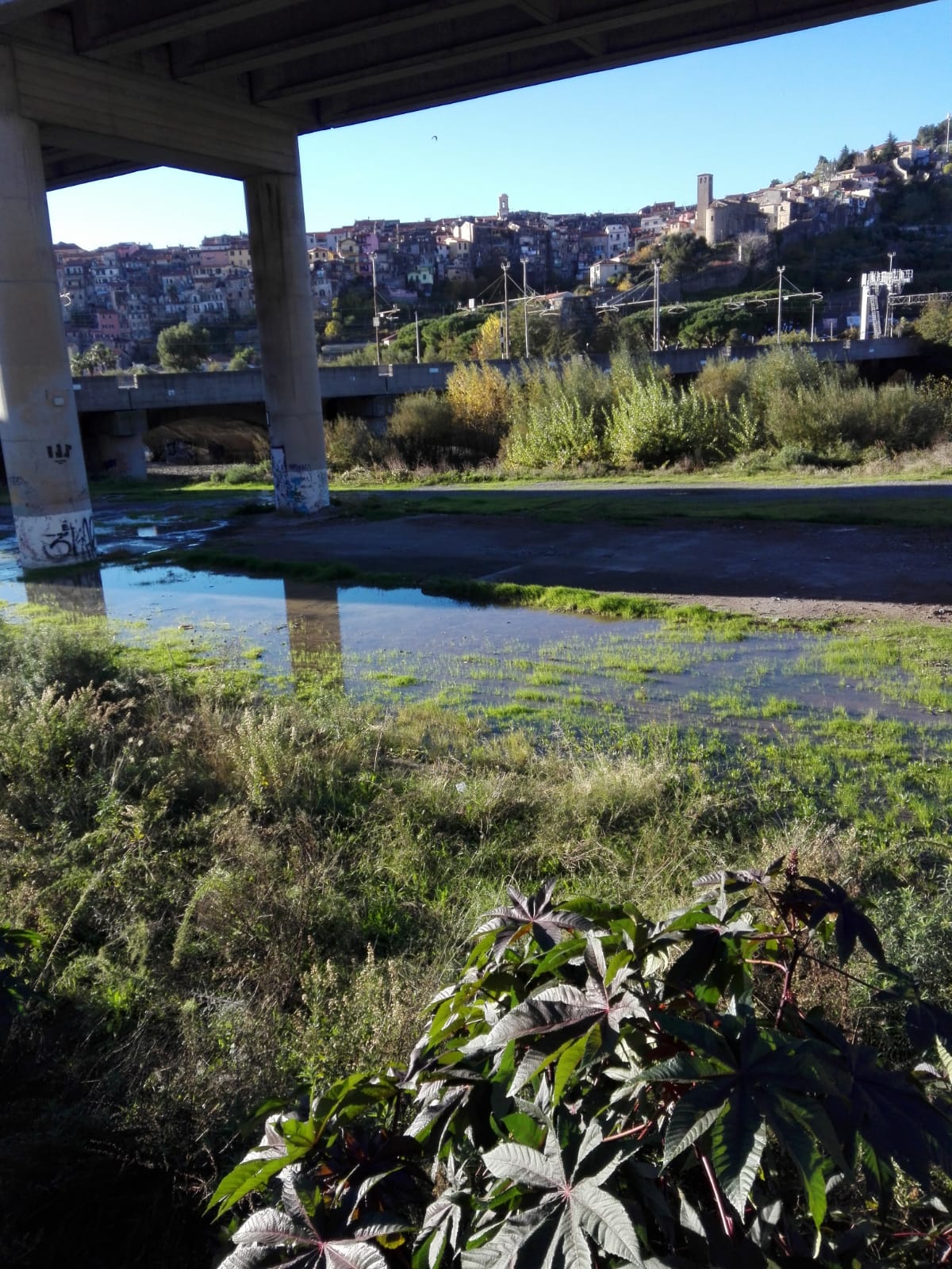 Acqua Roja Aiga perdita