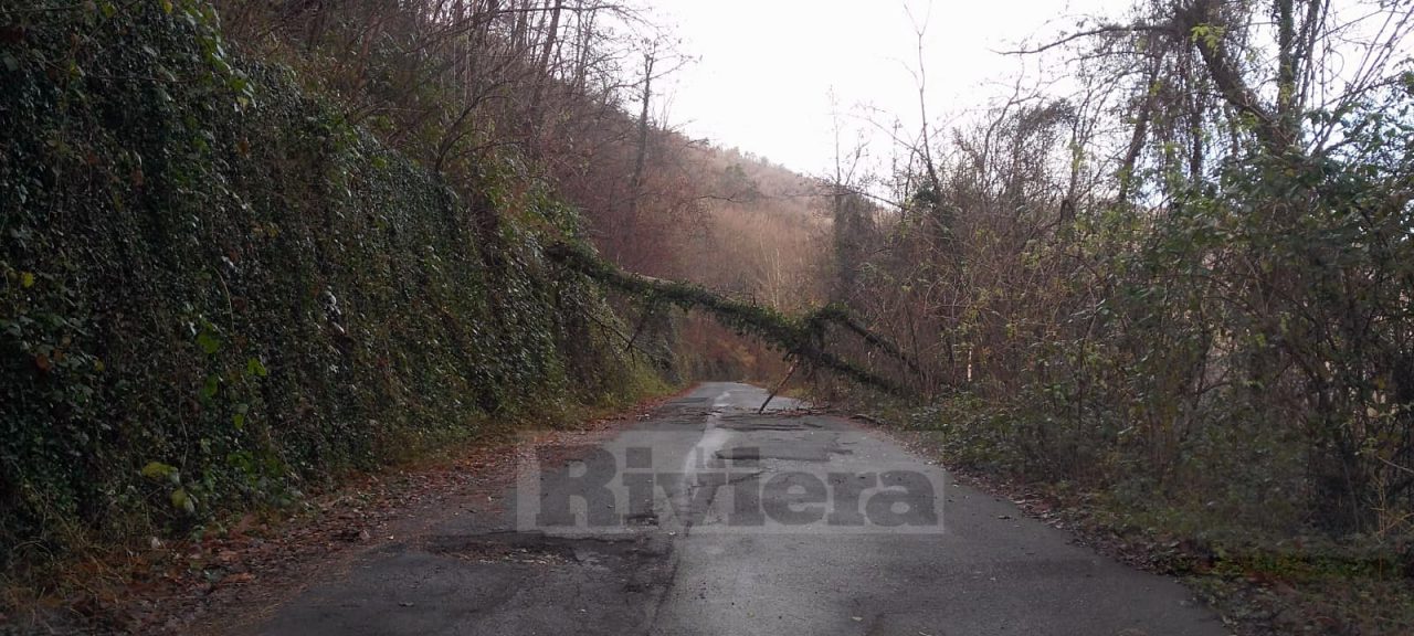 Albero su strada, tragedia sfiorata a Molini
