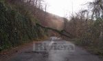 Albero su strada, tragedia sfiorata a Molini