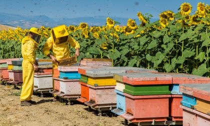 Finanziamenti regionali per l'apicoltura ligure