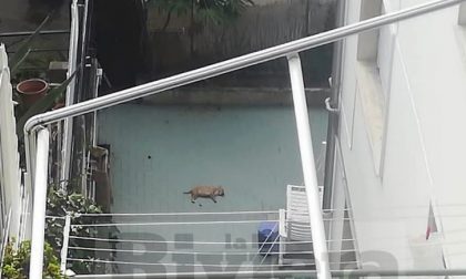 Precipita da un terrazzo: cagnolino muore sul colpo a Ospedaletti
