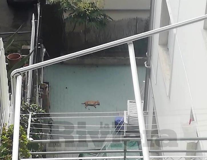 Precipita da un terrazzo: cagnolino muore sul colpo a Ospedaletti