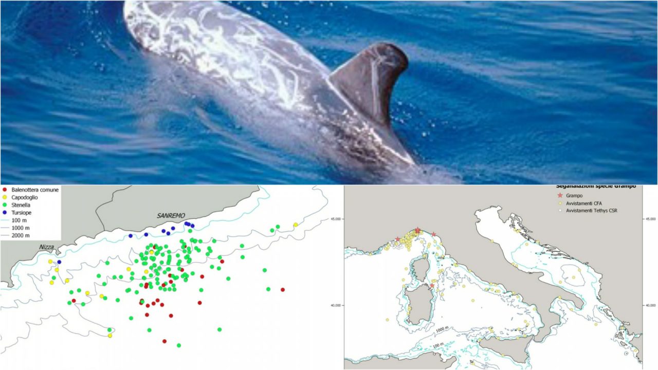 Santuario Pelagos – Tutti gli avvistamenti di cetacei dell’estate 2018