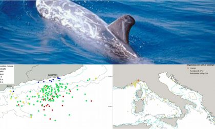 Santuario Pelagos - Tutti gli avvistamenti di cetacei dell'estate 2018