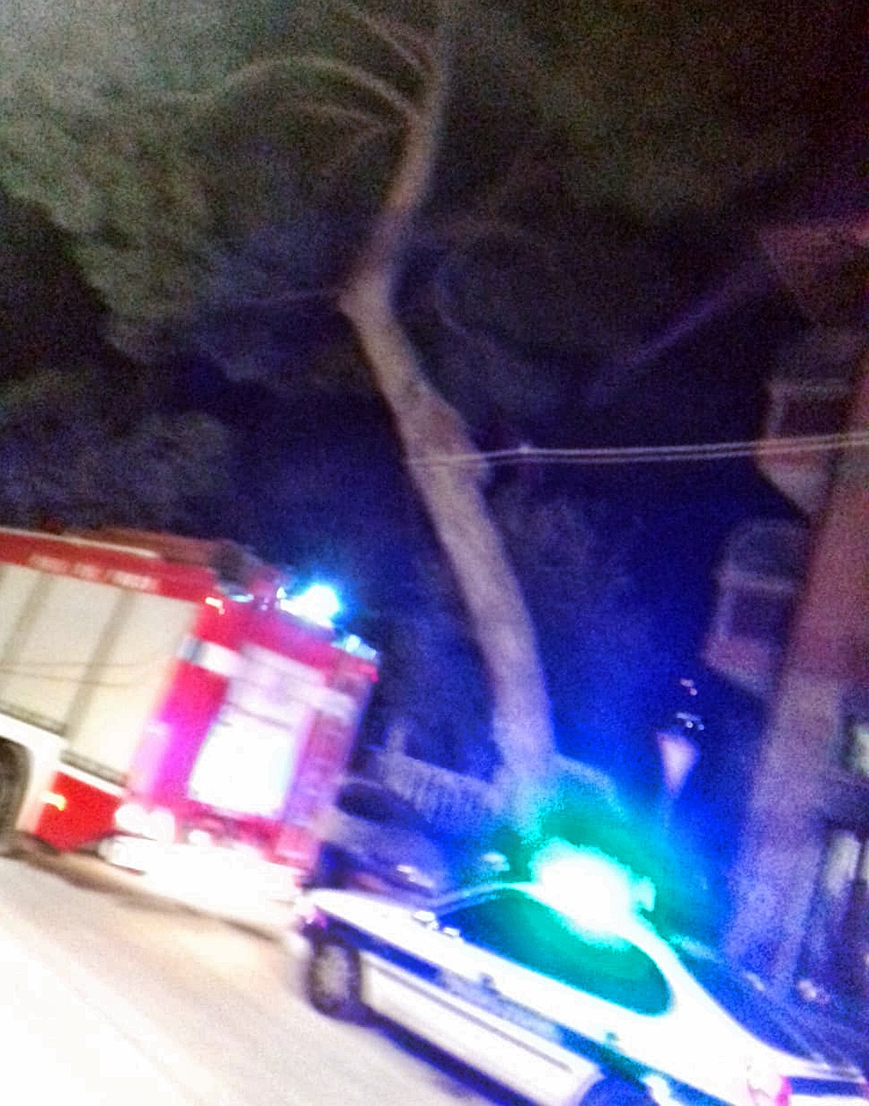 Pino pericolante a Ventimiglia, vigili del fuoco sul posto