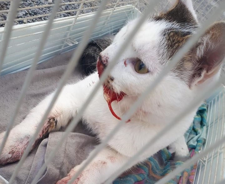 Gattino preso a pedate sul muso in pieno giorno