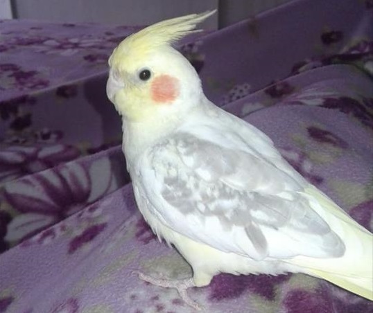 Chi l’ha visto? Smarrito il pappagallo Pallino