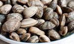 Salmonella nelle vongole vive dall'Italia ritirate dal mercato