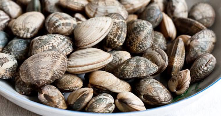 Salmonella nelle vongole vive dall’Italia ritirate dal mercato
