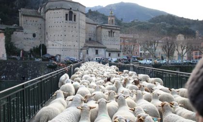 La val Roja invasa da 700 pecore per la transumanza