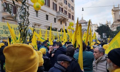 Agricoltori in piazza a Roma per difendere l'olio ligure