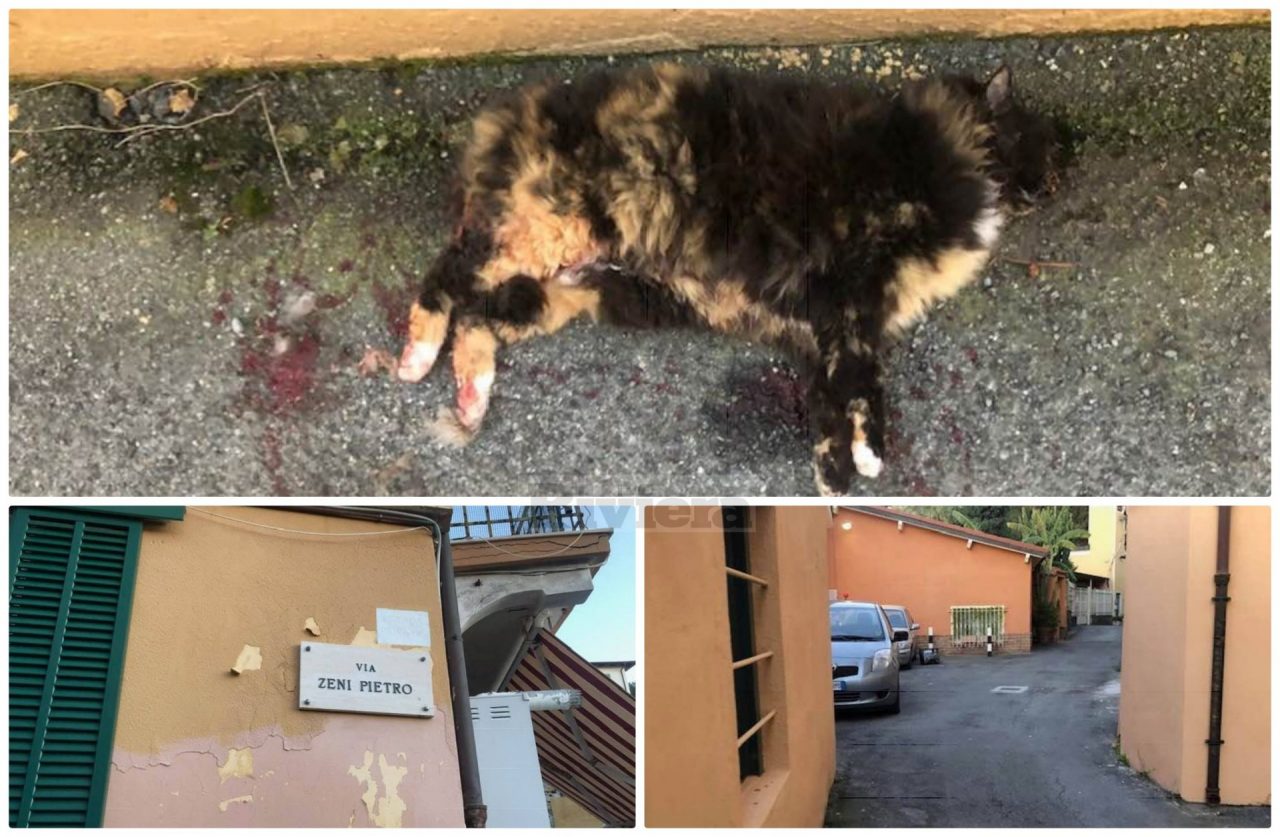 Gattina investita e lasciata morire in agonia per strada